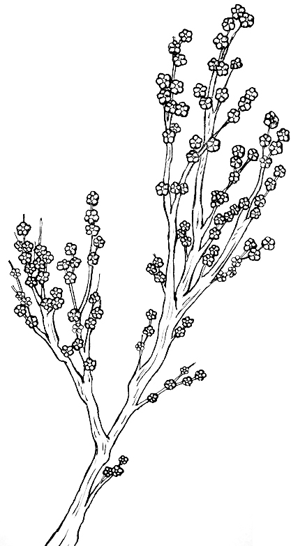 drawing of a plum branch in bloom